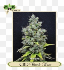 Cbd Skunk Haze - Cbd Crew Png,Skunk Transparent