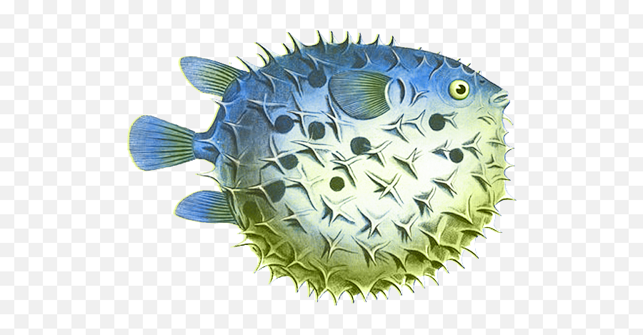 Best Puffer Fish Clip Art 24203 - Clipartioncom Scientific Puffer Fish Illustration Png,Cartoon Fish Png