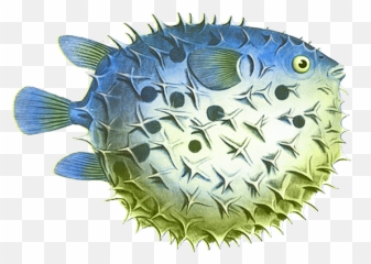 Best Puffer Fish Clip Art 24203 - Clipartioncom Scientific Puffer Fish Illustration Png,Cartoon Fish Png