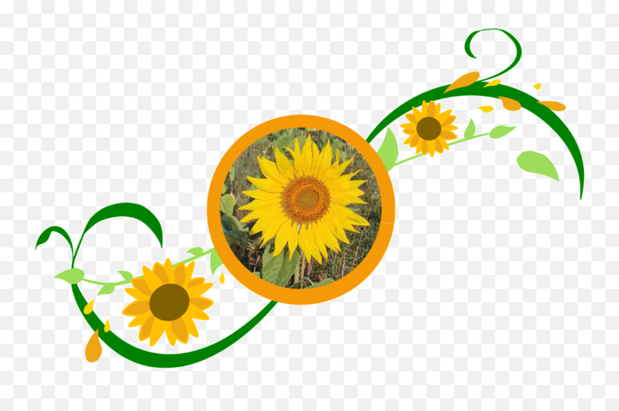 Sonnenblumemitranke - Sunflower Clipart Full Size Clipart Fresh Png,Sunflower Clipart Png