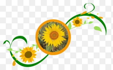 Sonnenblumemitranke - Sunflower Clipart Full Size Fresh png