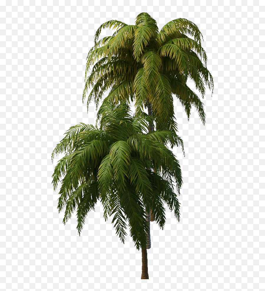 Tropical Tree Png Hd Quality Real - Transparent Background Tropical Tree Png,Palm Tree Png Transparent