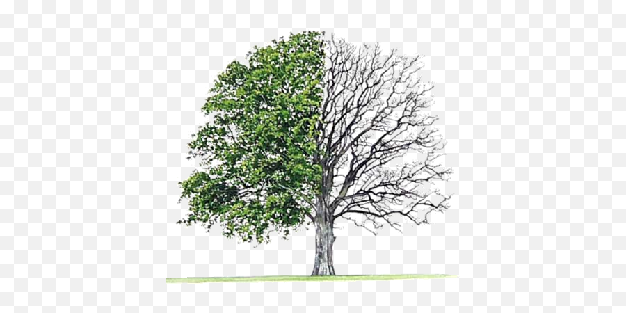 Download Earth Day Special April - Bur Oak Tree Png Image Hardwood Softwoods,Oak Tree Png