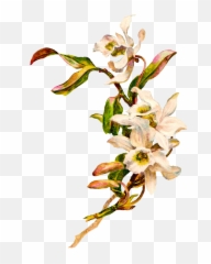 Vintage Flower Clipart Png - Transparent
