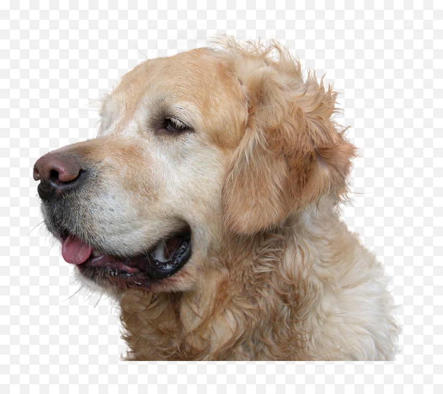 Download Hd Dog Poop Service - Funny Golden Retriever Do Golden Retrievers Shed Png,Funny Dog Png