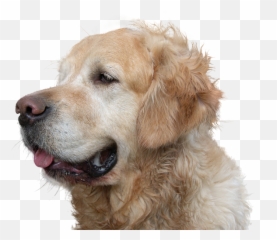 Download Hd Dog Poop Service - Funny Golden Retriever Do Golden Retrievers Shed Png,Funny Dog Png