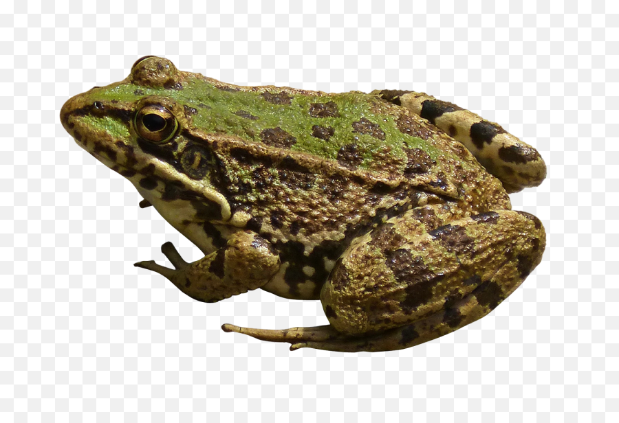 Frog Transparent Png Image - Frog Png,Transparent Frog