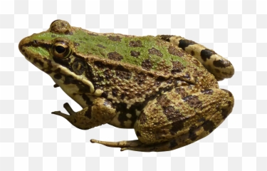 Frog Transparent Png Image