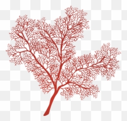 Gorgonian Sea Fan Illustration Of A Png Coral