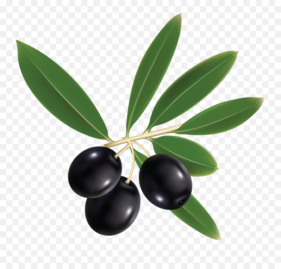 Olives Png Images Free Download Olive - Olive Oil Leaf,Olive Icon