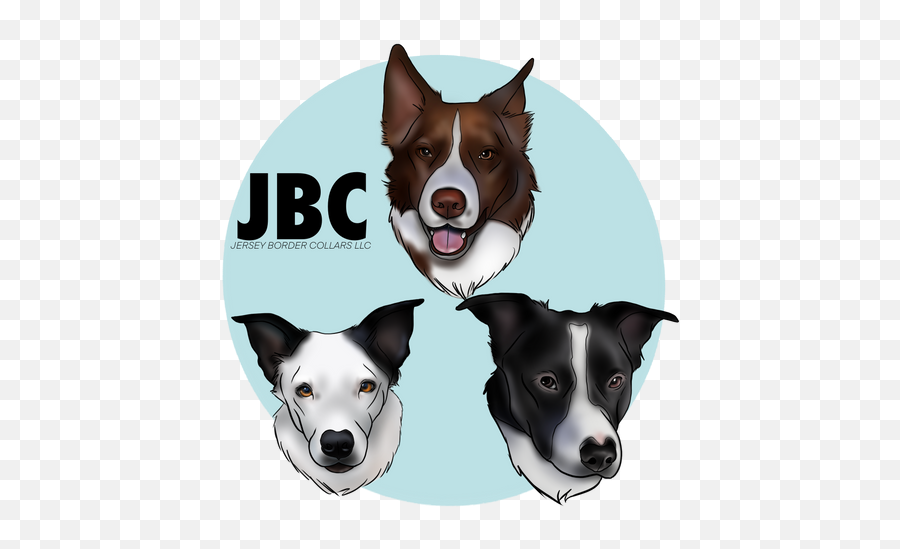 Jersey Border Collars - Northern Breed Group Png,Paw Print Icon Border