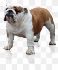 English Bulldog Png 6 Image - Engelse Bulldog Png,Bulldog Transparent Background