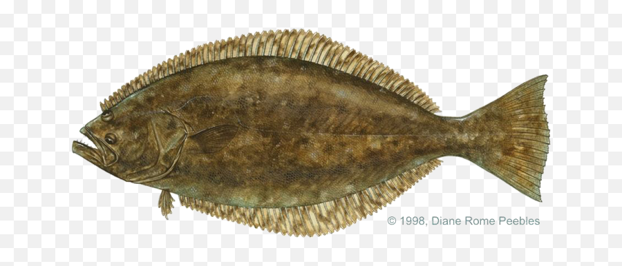 Flounder Fish Png Image With - Sand Dabs,Flounder Png