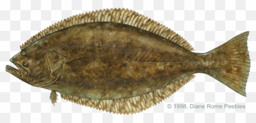 Flounder Fish Png Image With - Sand Dabs,Flounder Png