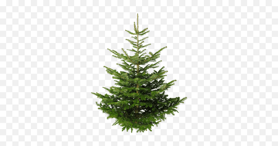 Isolated Fir Tree Transparent Png - Stickpng Real Christmas Tree Uk,Pine Tree Transparent Background