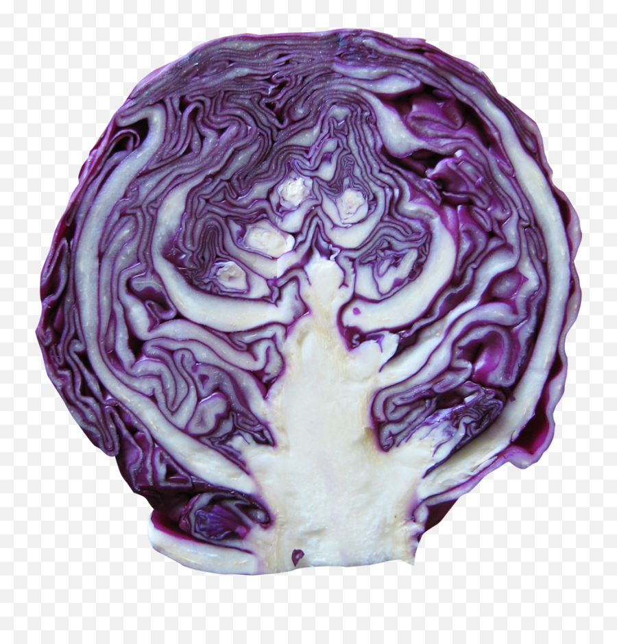 Download Red Cabbage Png Image For Free - Red Cabbage Png,Cabbage Png
