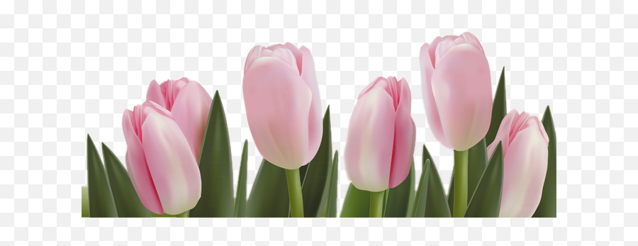 Tulip Png Clipart Web Icons - Tulip Background Png,Tulip Png