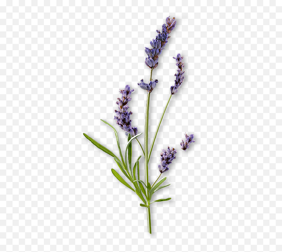 Lavandin - Essential Oils For Skincare Decléor International English Lavender Png,Lavender Png