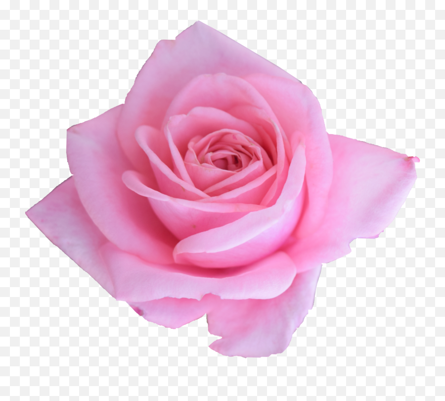 6 Pink Rose - Garden Roses Png,Pink Roses Png