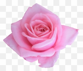 6 Pink Rose - Garden Roses png