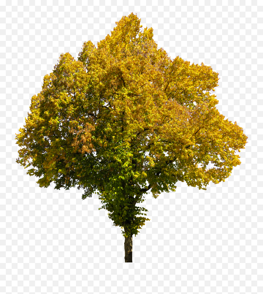2 Free Tree Cutouts With Opacity Maps - Fall Yellow Tree Png,Tree Cutout Png
