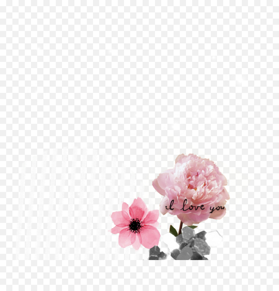 Rose Sticker - Peony Flower Png,Dogwood Png