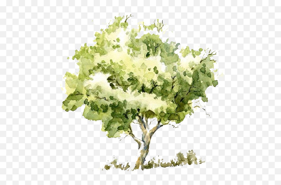 Watercolor Tree Transparent Png - Tree Watercolor Png,Watercolor Tree Png
