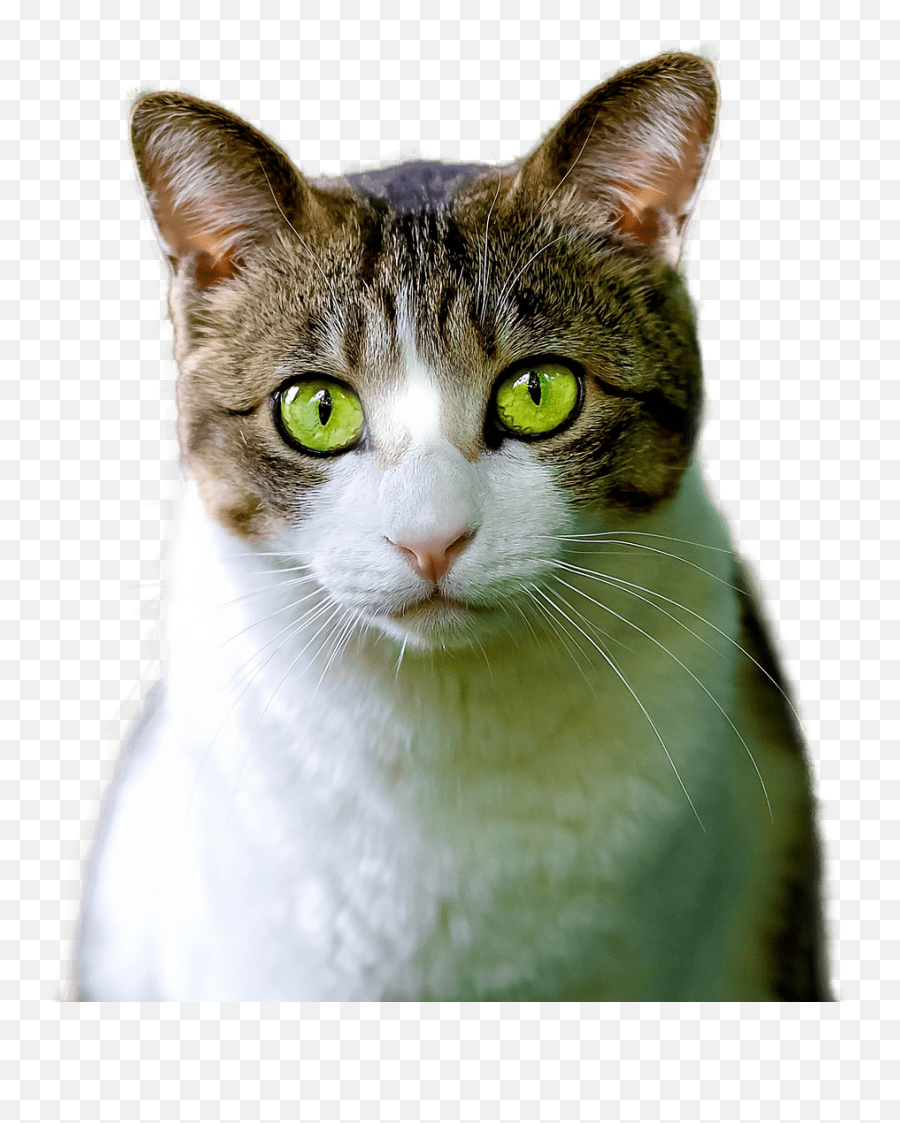 Cat Green Eyes Transparent Png - Descargar Imagen De Un Gato,Green Eyes Png
