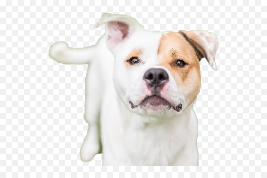 Dog Png Images Transparent Free Download Pngmartcom - Dog Png Hd,Cute Dog Png