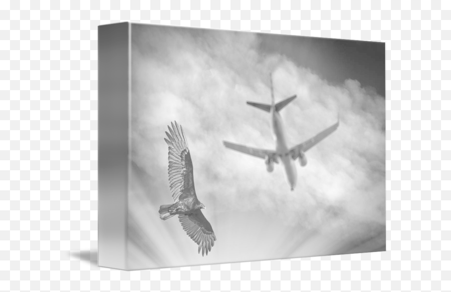 Large Bird Flying With Plane By Eric And Paula Rucket - Aircraft Png,Birds Flying Transparent