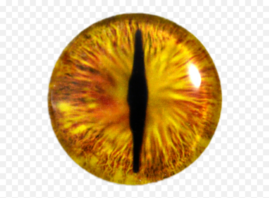 Download Yellow Dragon Eye - Full Size Png Image Pngkit,Eye Png