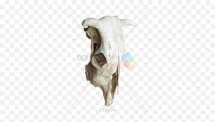 Stock Photo Of Three Quarter View A Cow Skull In Vertical Position - Canine Tooth Png,Cow Skull Png