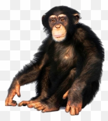 Chimpanzee - Your Ancestors Really Proud Of You Png,Chimpanzee Png