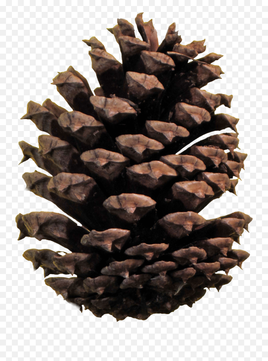 Christmas Pine Cone Png - Pinecone Png,Cone Png