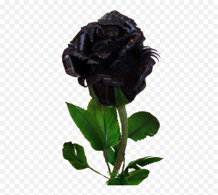 Black Rose Budding Zpsc6f2fb6d U2014 Imgbbcom Real - Rose Flower Black  Colour Png,Black Roses Png - free transparent png images 