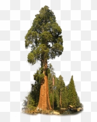 Redwoods Png And Vectors For Free - Sequoia Tree Transparent Background,Redwood Tree Png