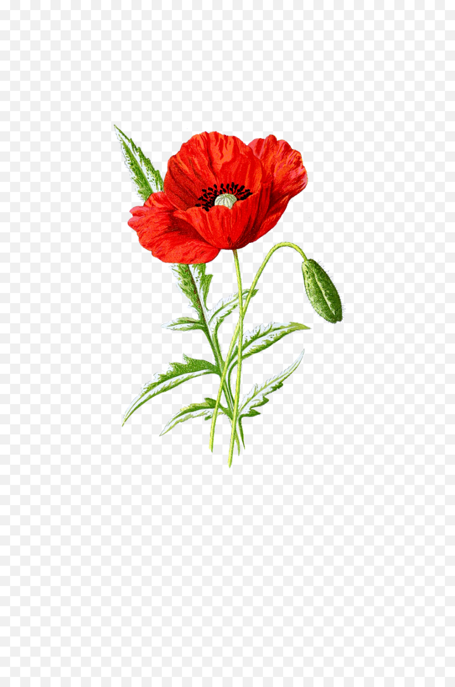 Poppy Flower Blossom Bloom - Botanical Poppy Flower Drawing Png,Poppies Png