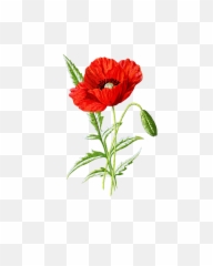 Poppy Flower Blossom Bloom - Botanical Poppy Flower Drawing Png,Poppies Png