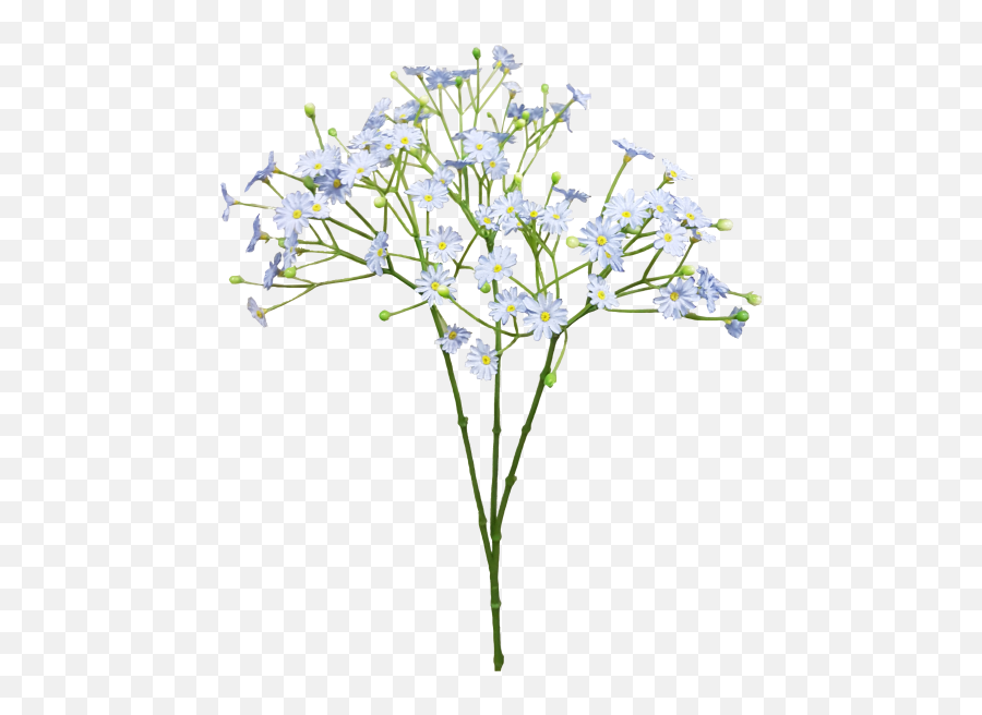 Baby Breath Flower Png Picture 402506 - Baby Breath Flower Png,Blue Flowers Png