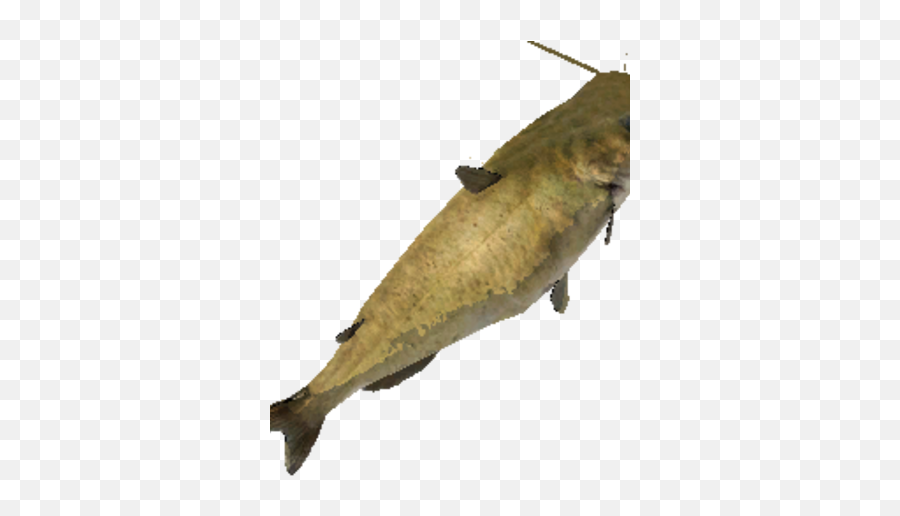 Catfish Craftopia Wiki Fandom - Cypriniformes Png,Catfish Icon