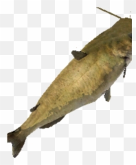 Catfish Craftopia Wiki Fandom - Cypriniformes png