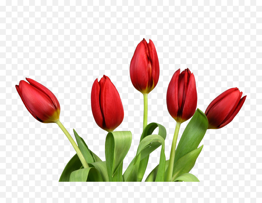 Tulip Png Background Image - Transparent Background Tulip Png,Tulip Transparent