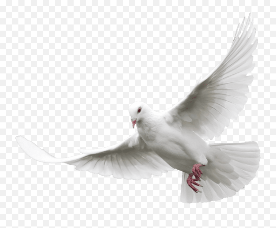 Paloma En Png 1 Image - Transparent White Dove Png,Paloma Png