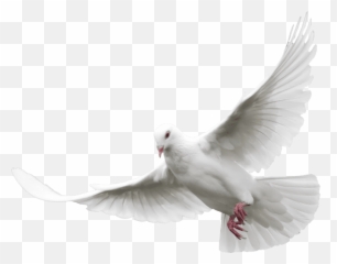 Paloma En Png 1 Image - Transparent White Dove Png,Paloma Png