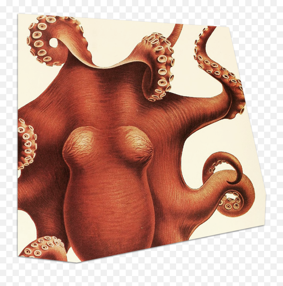 Tomorrowu0027s Organizational Structure Zeus Jones - Common Octopus Png,Vintage V6 Icon