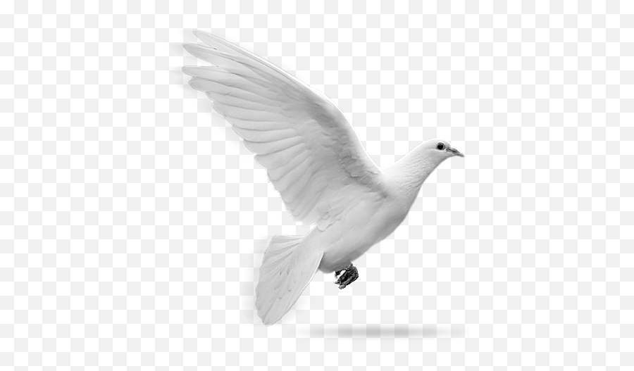 Flying Doves Png Picture - Png Format White Dove Png,Dove Transparent