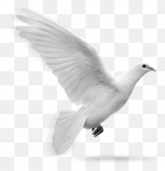 Flying Doves Png Picture - Format White