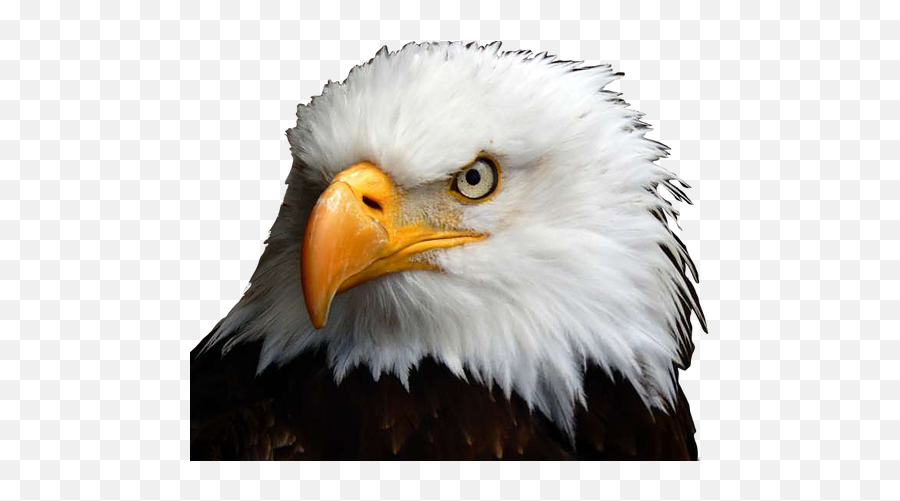 Home - Bald Eagle Face Png,Bald Eagle Transparent