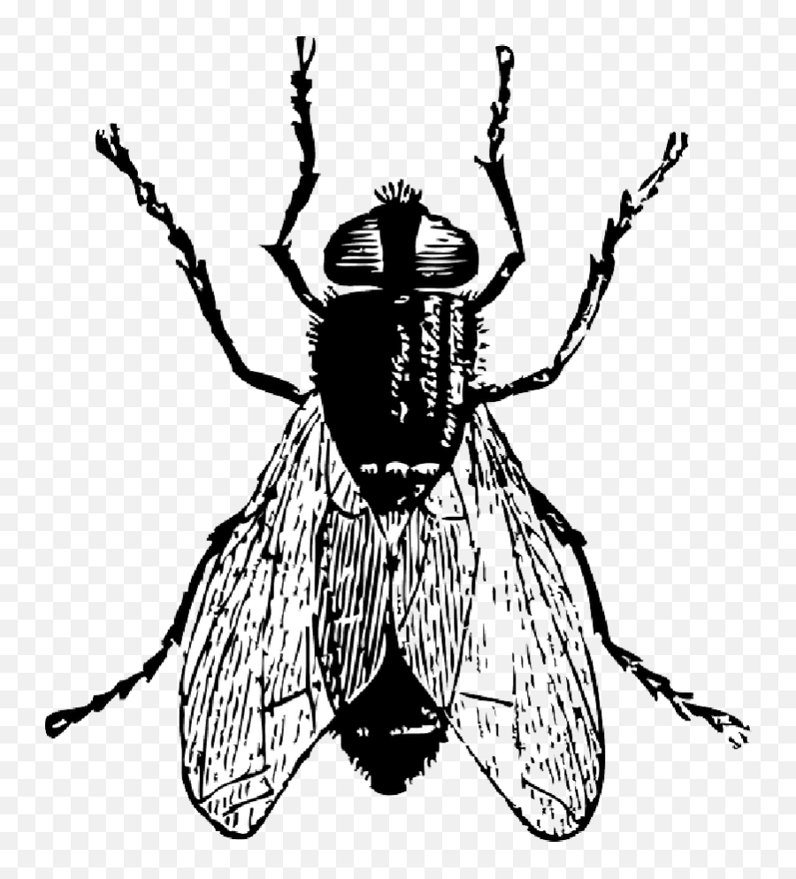 Ghostface Drawing Bug Graphic Royalty Free - Flies Black And Fly Clipart Black And White Png,Ghostface Png