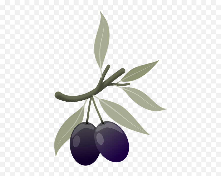 Olives Fruits Plant - Free Image On Pixabay Olives Plant Png,Olive Tree Png